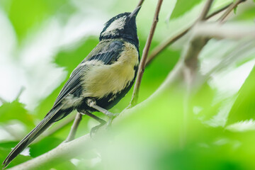 Our feathered friends on a tree in the city