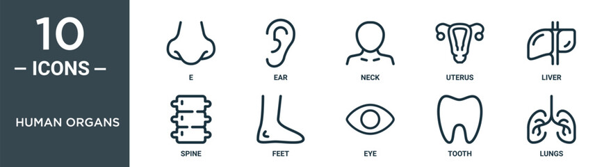 human organs outline icon set includes thin line e, ear, neck, uterus, liver, spine, feet icons for report, presentation, diagram, web design