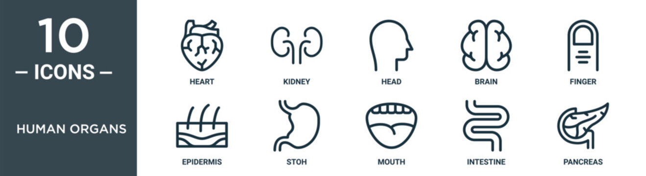 human organs outline icon set includes thin line heart, kidney, head, brain, finger, epidermis, stoh icons for report, presentation, diagram, web design