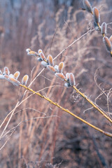 willow branch © Сергей Косилко