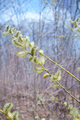 willow branch