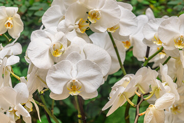 floral background of white orchids in a greenhouse close up