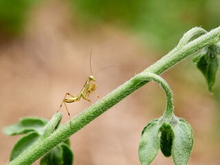Nymph of a Giant African Mantis. Sphodromantis viridis
