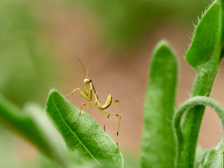 Nymph of a Giant African Mantis. Sphodromantis viridis