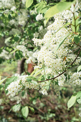 bird cherry flowers