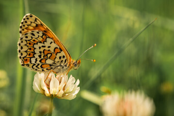 Orange checkered butterfly Melitaea interrupta on a white clover flower