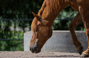 horse eating hay