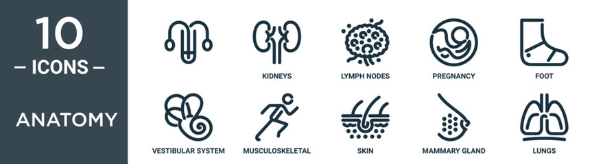 anatomy outline icon set includes thin line , kidneys, lymph nodes, pregnancy, foot, vestibular system, musculoskeletal icons for report, presentation, diagram, web design