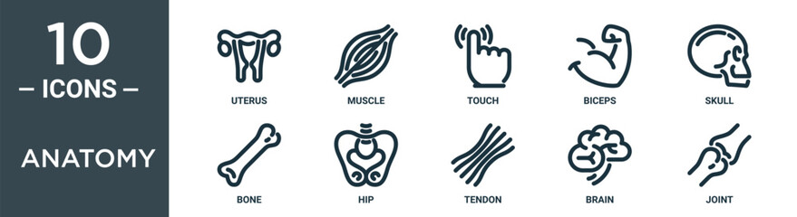 anatomy outline icon set includes thin line uterus, muscle, touch, biceps, skull, bone, hip icons for report, presentation, diagram, web design