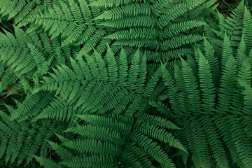 Beautiful ferns leaves green foliage natural floral fern background.Perfect natural fern pattern.