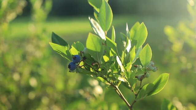 Blueberry bush on sunset, organic ripe with succulent berries, just ready to pick, Blueberries plant growing in a garden field, . Blue berry hanging on a branch, Bio, organic healthy food. High
