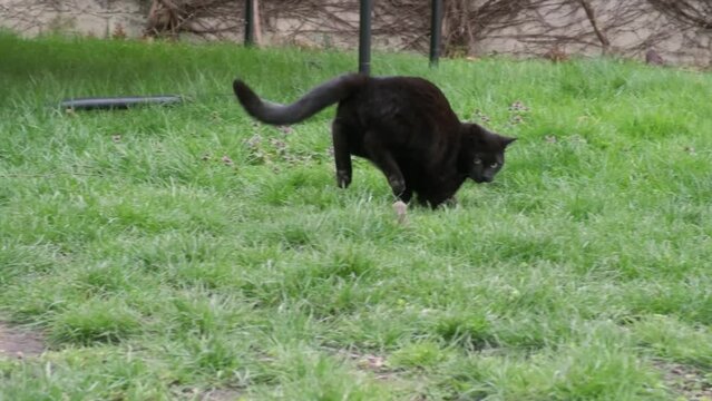 Black cat chasing a mouse in the garden grass 