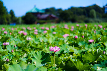 不忍池の蓮の花