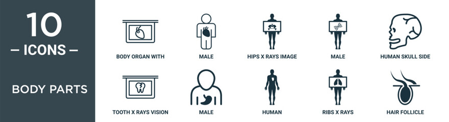 body parts outline icon set includes thin line body organ with hair strands view on plate, male, hips x rays image on standing man hands, male, human skull side view, tooth x rays vision, male icons