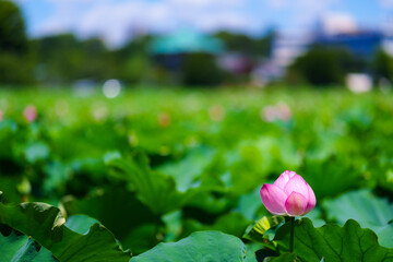 不忍池の蓮の花