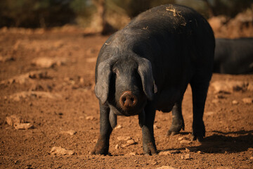 Cute black pig walking on ground