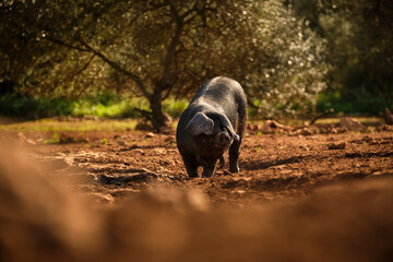 Black pig grazing on dirty land