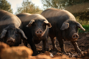 Group of pigs in summer woodland