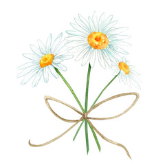 bouquet of chamomile watercolor