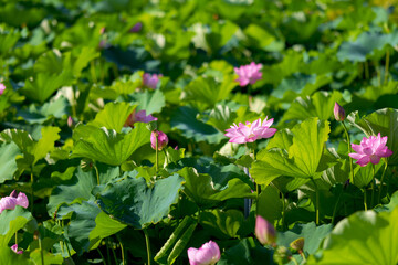 不忍池の蓮の花