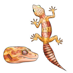 Vector illustration of an eublepharis Leopard gecko Bell Albino