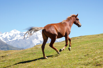 Fototapeta premium horse running in the green grass on a background of mountains. Trekking and travel in Georgia