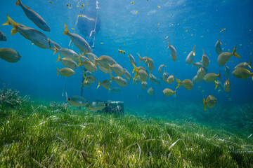 Fototapeta na wymiar Fishes swimming underwater near boat