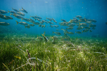 Fototapeta na wymiar Fish swimming in blue sea
