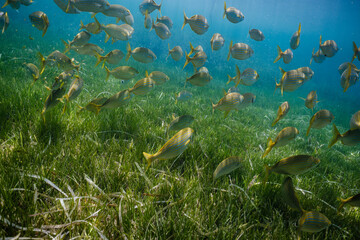 Fototapeta na wymiar Exotic fish swimming in ocean