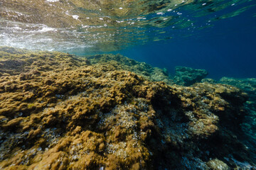Coral reef undersea on sunny day