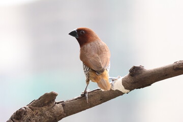 Spotted Munia bird perching on a tree branch