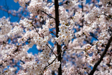 桜が満開の富山市の富岩運河環水公園