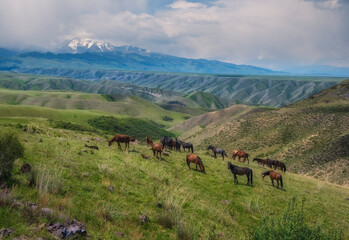 A herd of horses grazes on beautiful meadows near the mountains in Kazakhstan in spring