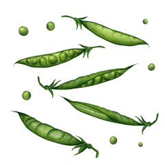 A set of fresh peas in pods, and green peas isolated on a white background. Watercolor illustration. Drawing for the design of the store and cookbook, postcards, textiles, menus, printing