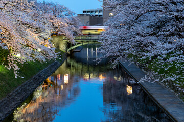 富山市中心部・松川ベリの夜桜