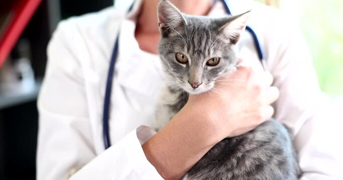 Doctor veterinarian holding gray kitten in his arms closeup 4k movie slow motion. Professional pet care concept