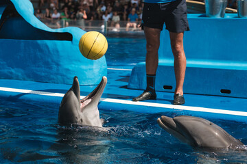 Joyful dolphin playing with ball in pool