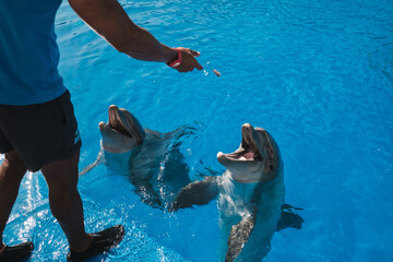 Crop person feeding dolphins in pool
