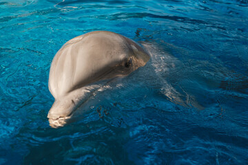 Head of dolphin in swimming pool