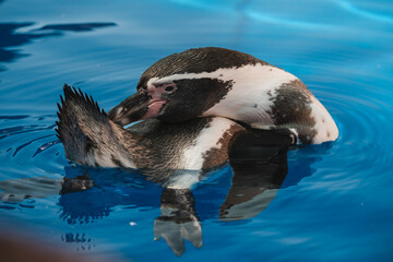 Cute penguin cleaning feathers in sea water