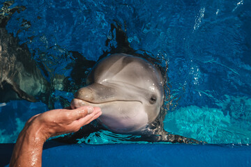 Man petting head of adorable dolphin