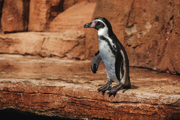 Cute Humboldt penguin standing on rocky coast in sunlight