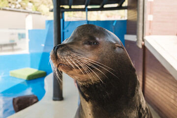 Cute sea lion near swimming pool