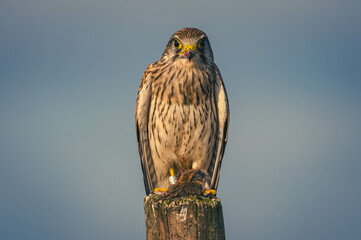 Turmfalke Tempelhofer Feld Berlin