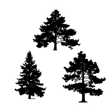 Vector set of pine tree illustrations. Graphic elements for nature themed design. black icon of trees isolated on white background.