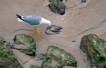 Seagull eating from a dead bird at the beach