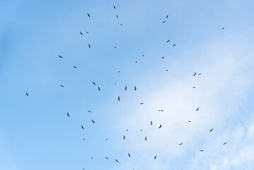 Flock of vultures flying in circles in the blue sky