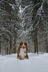 A beautiful purebred dog in a winter coniferous forest sits on a snowy empty road and poses smiling. Brown Australian Shepherd in the park. Front view, full-length portrait. Aussie red tricolor.
