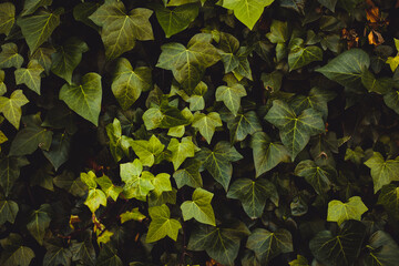 hojas de la naturaleza