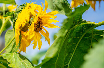 Kwiaty -  Zapylanie słoneczników przez pszczoły, trzmiele, bąki.